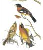 Evening Grosbeak